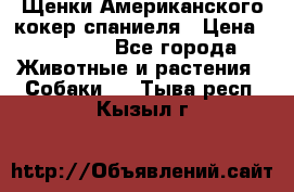 Щенки Американского кокер спаниеля › Цена ­ 15 000 - Все города Животные и растения » Собаки   . Тыва респ.,Кызыл г.